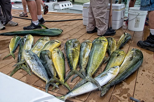 mahi caught by vets in Marathon FL Keys