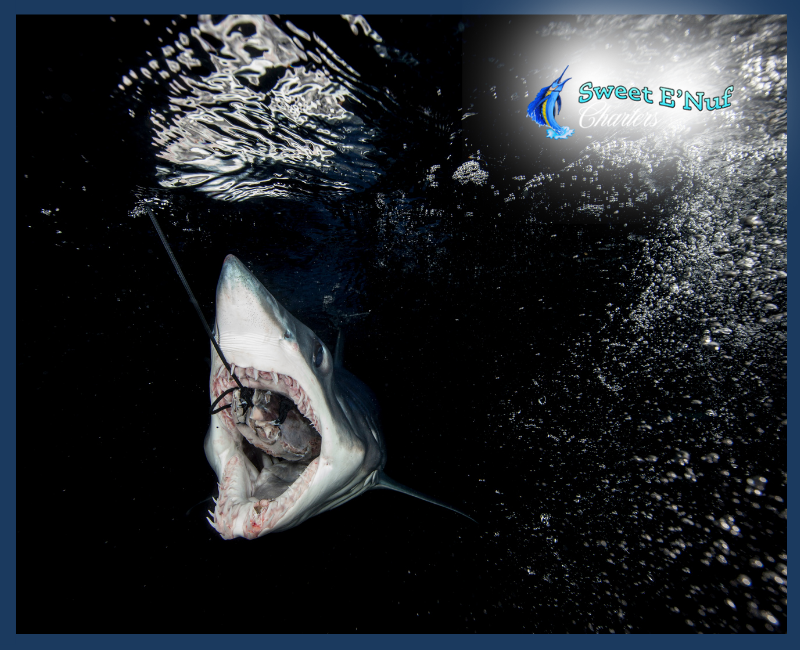 Have you ever seen a Mako shark eat a swordfish?