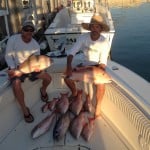 lots of mutton snapper caught with Curly in Marathon FL