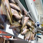 yellowtail snapper