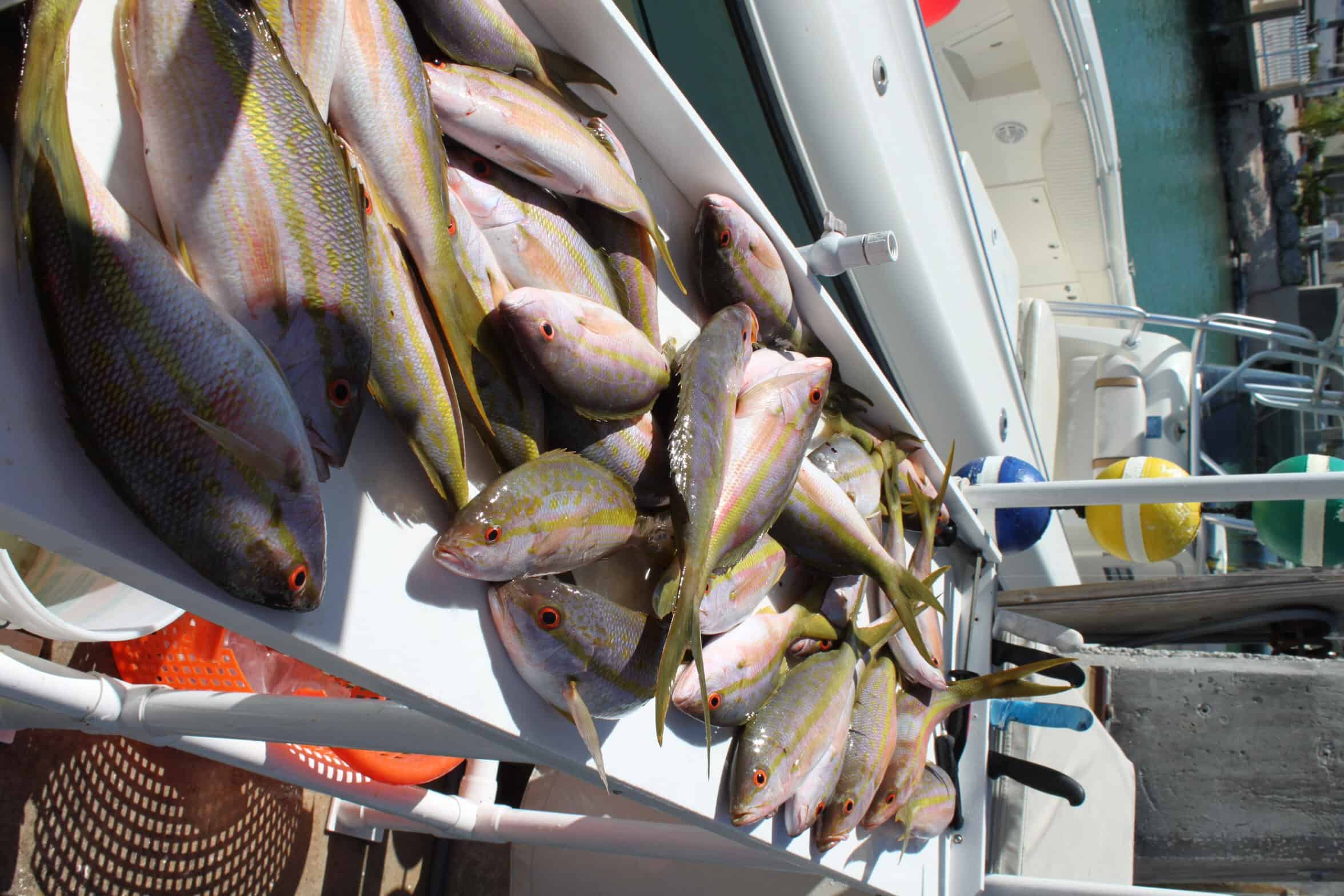 lots of yellowtail snapper on fish station