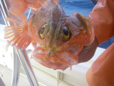 black belly rosefish caught deep drop fishing in FL Keys