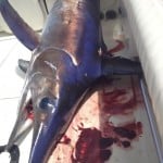 swordfish caught daytime swordfishing in fl keys