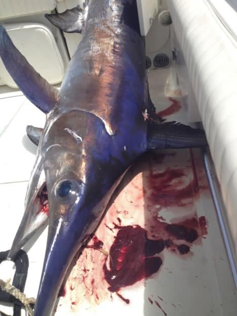 swordfish caught daytime swordfishing in fl keys