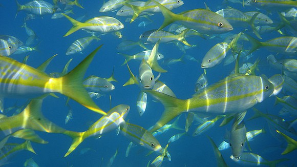 Marathon, Florida Keys reef fishing charter