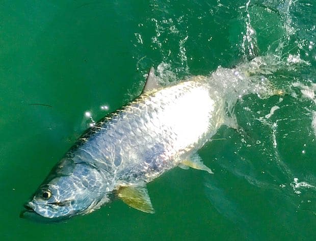 Tarpon Fishing Charters in Marathon, Florida Keys