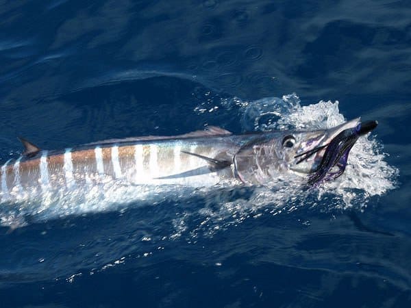 wahoo trolling on Marathon ocean fishing charter