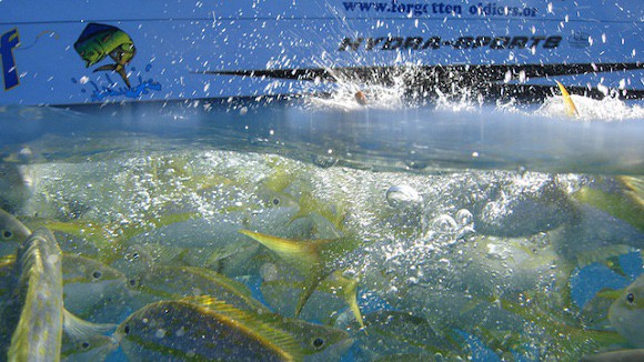 reef fishing charter in Marathon FL with yellowtail