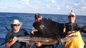 sailfish
