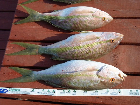 How to Fish for Yellowtail Snapper in the Florida Keys - Florida