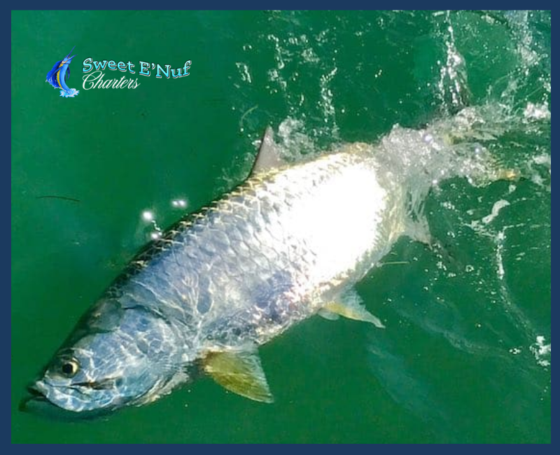 Tarpon Fishing Charters